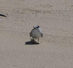 Sternula albifrons