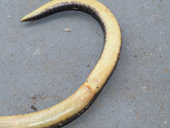 Coeranoscincus frontalis