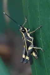 Traulia azureipennis