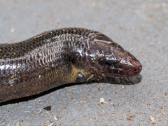 Coeranoscincus frontalis