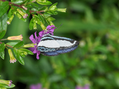 Psychonotis caelius