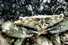 Charybdis japonica