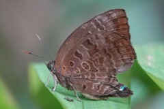 Arhopala centaurus