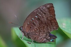Arhopala centaurus