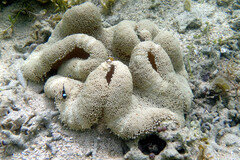 Stichodactyla haddoni