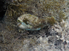 Dolabrifera brazieri