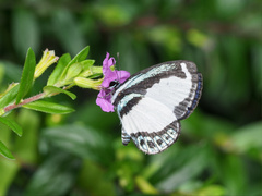 Psychonotis caelius