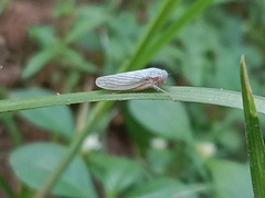 Cofana