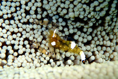 Ancylocaris brevicarpalis