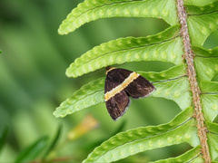 Choreutis basalis