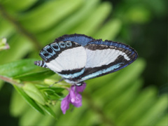 Psychonotis caelius