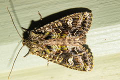Ichneutica plena