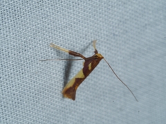 Caloptilia xanthopharella