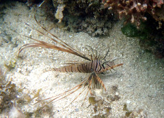 Pterois antennata
