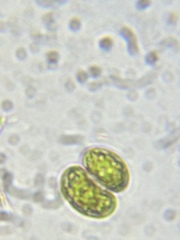 Cosmarium contractum