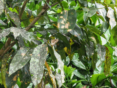 Euploea core corinna