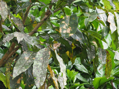 Euploea core corinna