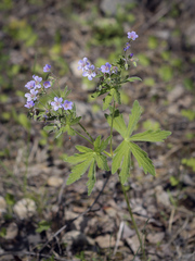 Geranium pseudosibiricum