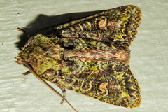 Ichneutica plena