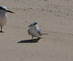 Sternula albifrons