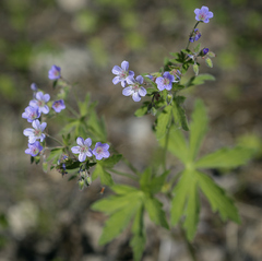 Geranium pseudosibiricum