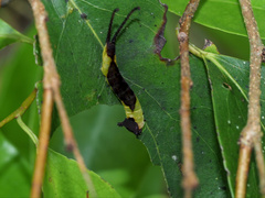 Kamalia multipunctata
