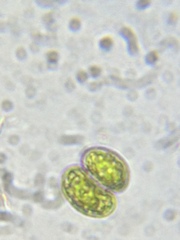 Cosmarium contractum