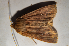 Ichneutica steropastis