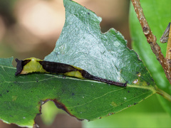Kamalia multipunctata