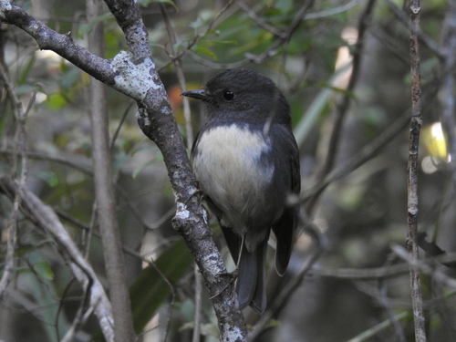 Petroica australis