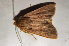 Ichneutica steropastis