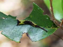 Kamalia multipunctata