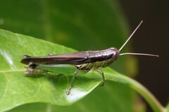 Oxyini