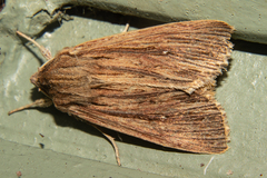 Ichneutica steropastis