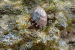 Calcinus laevimanus
