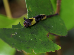 Kamalia multipunctata