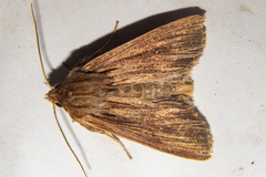 Ichneutica steropastis