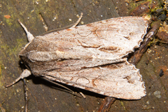 Ichneutica ustistriga