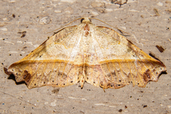Ischalis gallaria
