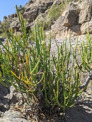 Periploca aphylla