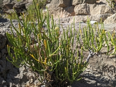 Periploca aphylla