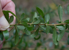 Bursaria spinosa spinosa
