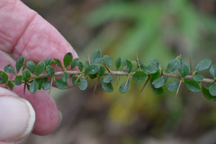 Bursaria spinosa spinosa