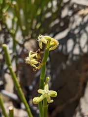 Periploca aphylla