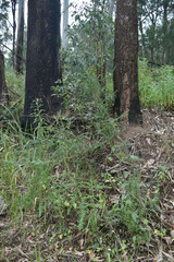 Bursaria spinosa spinosa