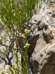 Periploca aphylla