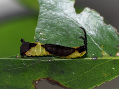 Kamalia multipunctata