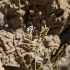 Lavandula subnuda