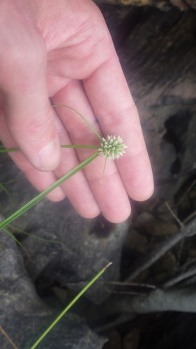 Mariscus dubius subsp. dubius image