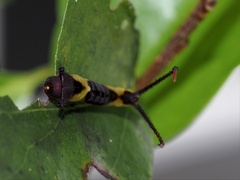 Kamalia multipunctata